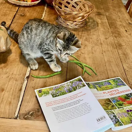 D'hotes Au Chateau De Gandillac Bed & Breakfast Saint-Martial-Viveyrol