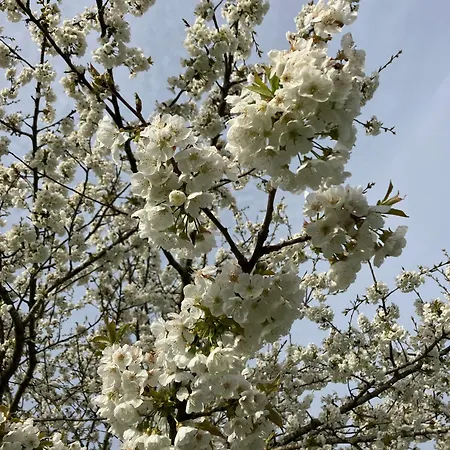 Bed & Breakfast D'hotes Au Chateau De Gandillac *