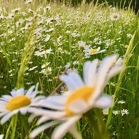 D'hotes Au Chateau De Gandillac Saint-Martial-Viveyrol