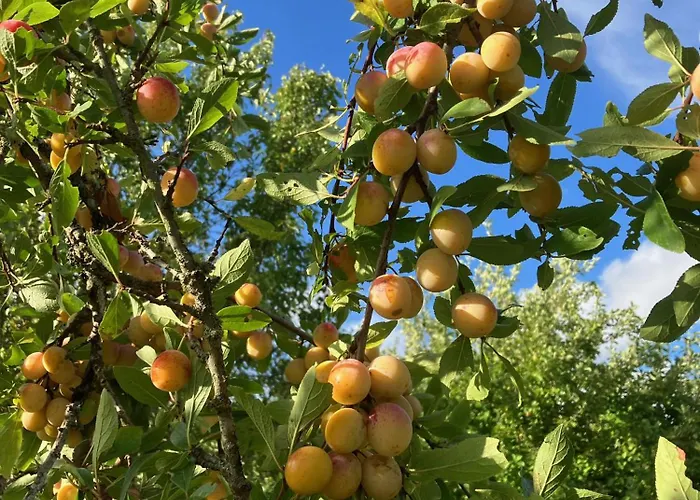 D'hotes Au Chateau De Gandillac Bed & Breakfast