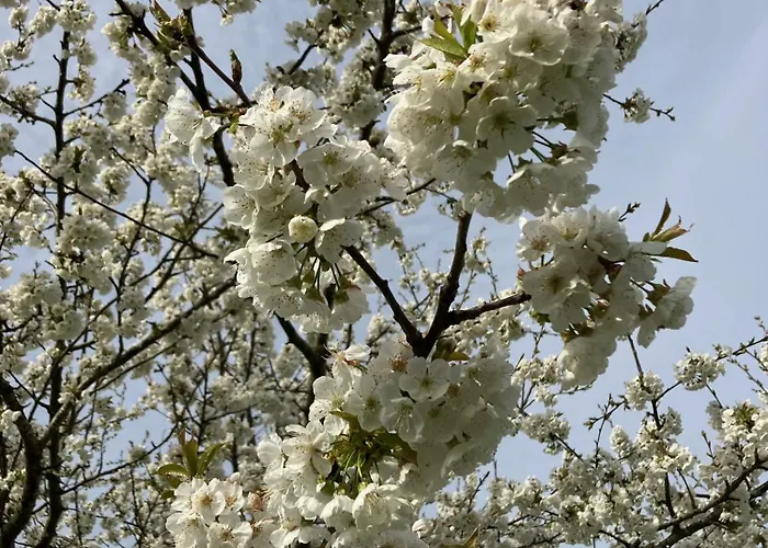 Bed & Breakfast D'hotes Au Chateau De Gandillac *